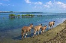 Donkey Point is a cape located 10 km South of Kalpitiya town, offering you the best waves and flat waters in the sea of the Indian Ocean.
