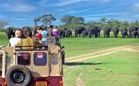 Forbes even crowned Sri Lanka the top safari destination outside of Africa, and with good reason. Sri Lanka is home to one of the highest leopard densities globally, topping many African safaris. Add to that the thrill of watching Asian elephants, playful primates, graceful deer, and the shy sloth bear.